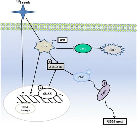 https://cdn.ncbi.nlm.nih.gov/pmc/blobs/6c20/4429713/097219ce614c/12885_2013_5247_Sch1_HTML.jpg