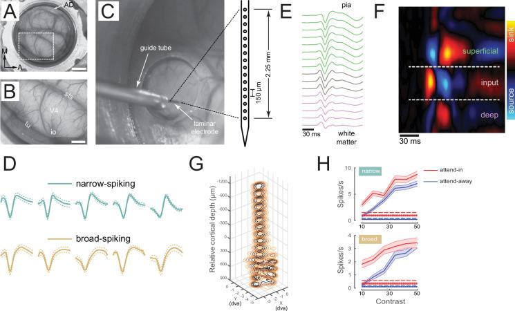 https://cdn.ncbi.nlm.nih.gov/pmc/blobs/6c22/11573349/b1d4b6693a4c/elife-91722-fig1-figsupp1.jpg
