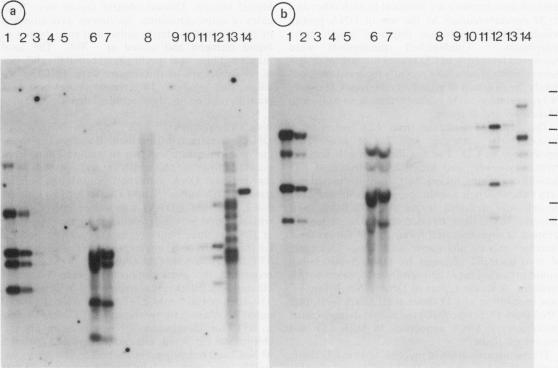 https://cdn.ncbi.nlm.nih.gov/pmc/blobs/6c25/1434379/91ce862cfd76/gut00235-0084-a.jpg