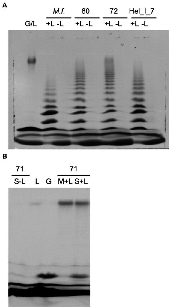 https://cdn.ncbi.nlm.nih.gov/pmc/blobs/6c27/11345257/ca14a6cec9ac/fmicb-15-1393588-g007.jpg