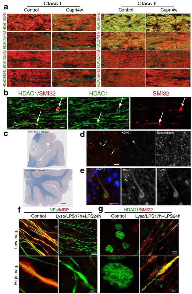 https://cdn.ncbi.nlm.nih.gov/pmc/blobs/6c27/2829989/7fad848009ac/nihms165653f1.jpg