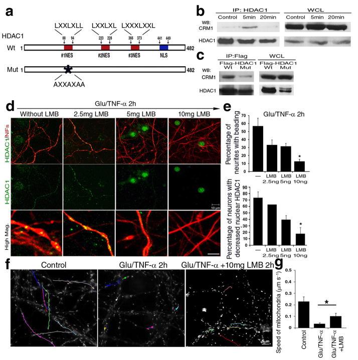 https://cdn.ncbi.nlm.nih.gov/pmc/blobs/6c27/2829989/bad9862549e8/nihms165653f6.jpg