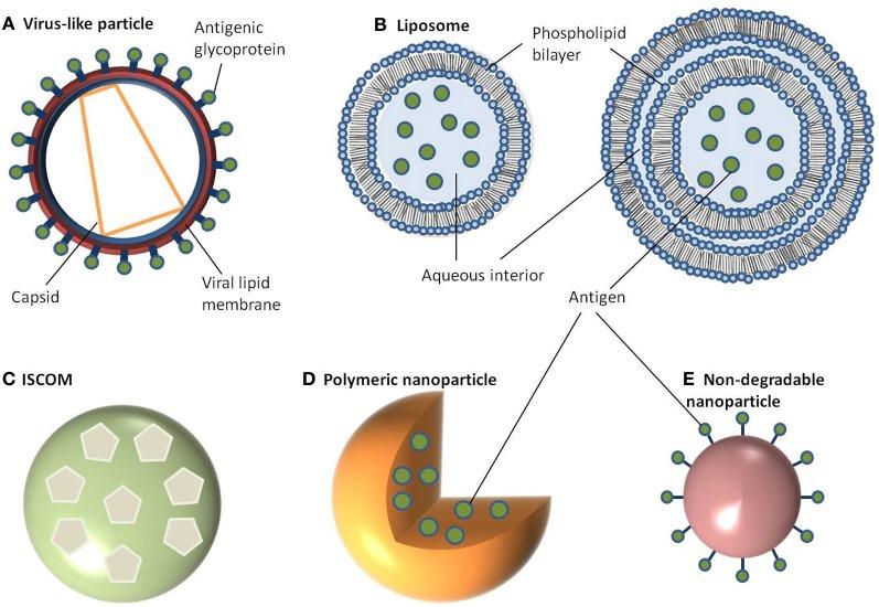 https://cdn.ncbi.nlm.nih.gov/pmc/blobs/6c28/3607064/02a2ca6e4755/fcimb-03-00013-g0001.jpg