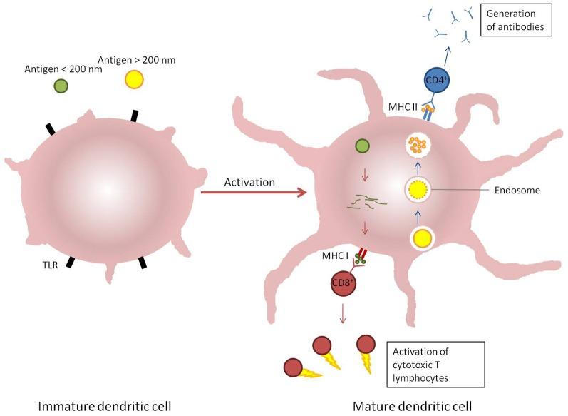https://cdn.ncbi.nlm.nih.gov/pmc/blobs/6c28/3607064/7b33f9dd1c79/fcimb-03-00013-g0003.jpg