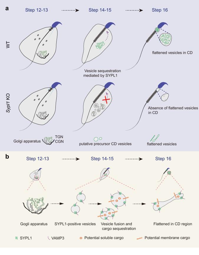https://cdn.ncbi.nlm.nih.gov/pmc/blobs/6c2c/10444883/14aac8e8c9fa/41467_2023_40862_Fig7_HTML.jpg