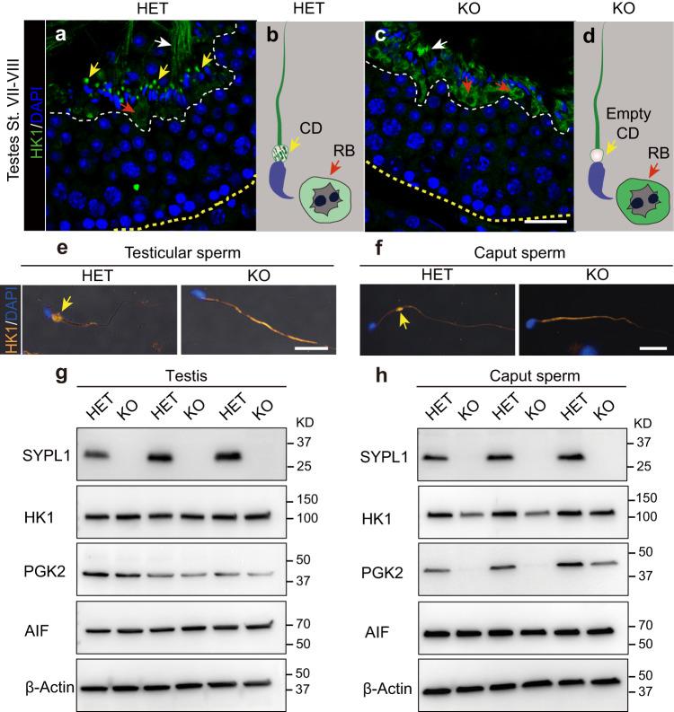 https://cdn.ncbi.nlm.nih.gov/pmc/blobs/6c2c/10444883/a2c8cf10d129/41467_2023_40862_Fig3_HTML.jpg
