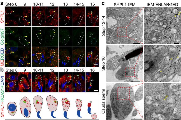 https://cdn.ncbi.nlm.nih.gov/pmc/blobs/6c2c/10444883/b52ce57119ba/41467_2023_40862_Fig4_HTML.jpg