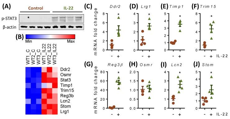 https://cdn.ncbi.nlm.nih.gov/pmc/blobs/6c2c/6678670/76dfe6faa129/ijms-20-03468-g006.jpg