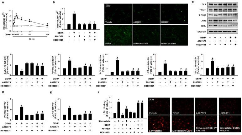 https://cdn.ncbi.nlm.nih.gov/pmc/blobs/6c2c/9952605/c61a22e9350e/antioxidants-12-00477-g007.jpg
