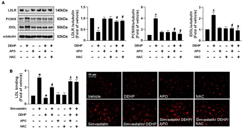 https://cdn.ncbi.nlm.nih.gov/pmc/blobs/6c2c/9952605/d70e9673e1f6/antioxidants-12-00477-g006.jpg