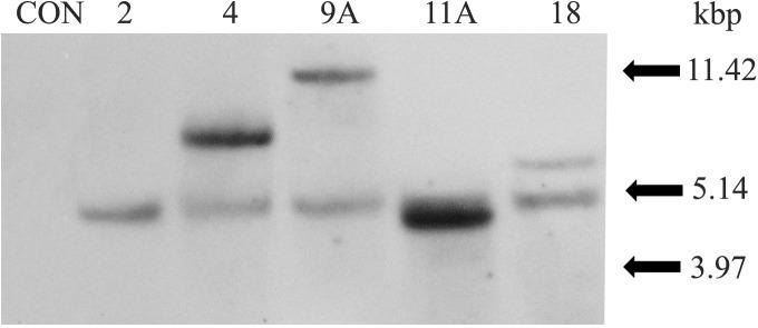 https://cdn.ncbi.nlm.nih.gov/pmc/blobs/6c2d/4580634/0a2492c16a57/pone.0137134.g006.jpg