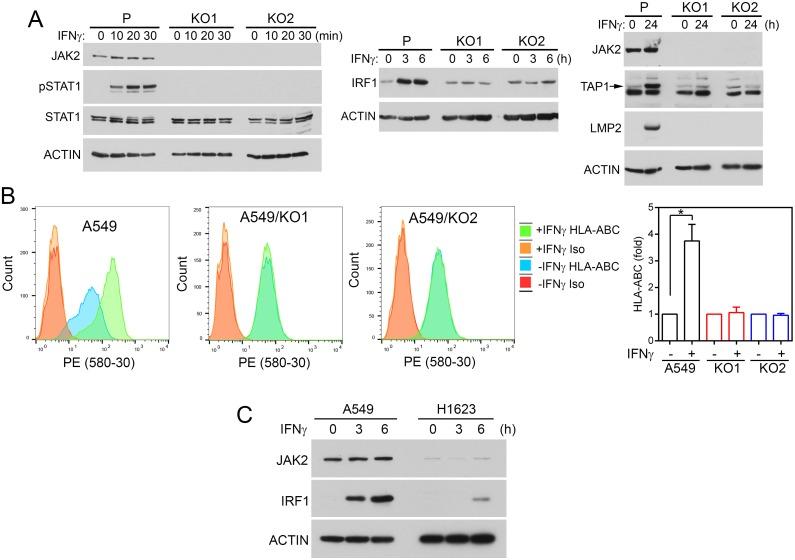 https://cdn.ncbi.nlm.nih.gov/pmc/blobs/6c2f/5617399/1933ee988ded/oncotarget-08-60975-g005.jpg