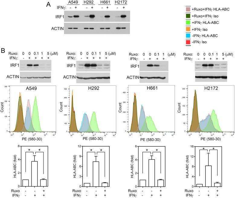 https://cdn.ncbi.nlm.nih.gov/pmc/blobs/6c2f/5617399/d39e743e273a/oncotarget-08-60975-g004.jpg