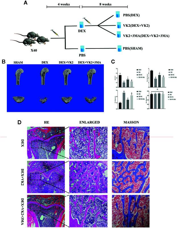 https://cdn.ncbi.nlm.nih.gov/pmc/blobs/6c30/7431688/e087ffa4609a/fphar-11-01209-g005.jpg