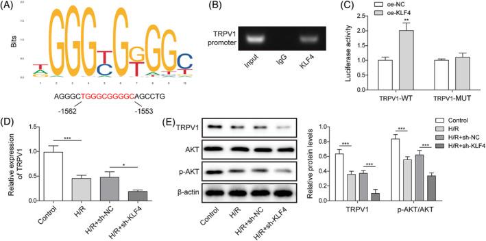 https://cdn.ncbi.nlm.nih.gov/pmc/blobs/6c31/10966264/ffcfa732f516/EHF2-11-1009-g002.jpg