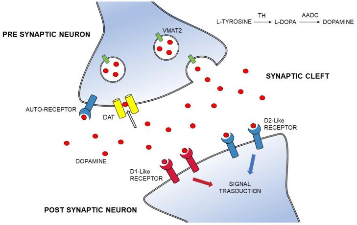 https://cdn.ncbi.nlm.nih.gov/pmc/blobs/6c31/8538800/c60a4293db34/ijms-22-11234-g001.jpg