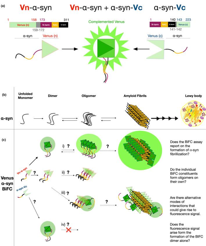 https://cdn.ncbi.nlm.nih.gov/pmc/blobs/6c32/8246987/5dbfd309ad29/JNC-157-872-g004.jpg