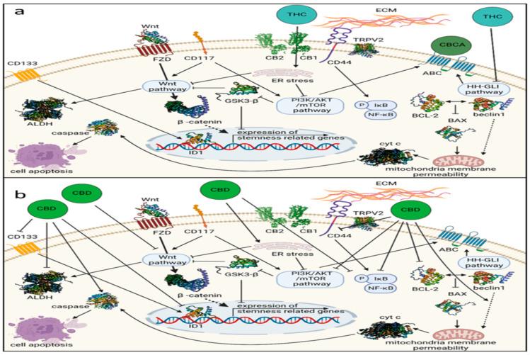 https://cdn.ncbi.nlm.nih.gov/pmc/blobs/6c35/11352579/6091f3c72a5b/cancers-16-02909-g001.jpg