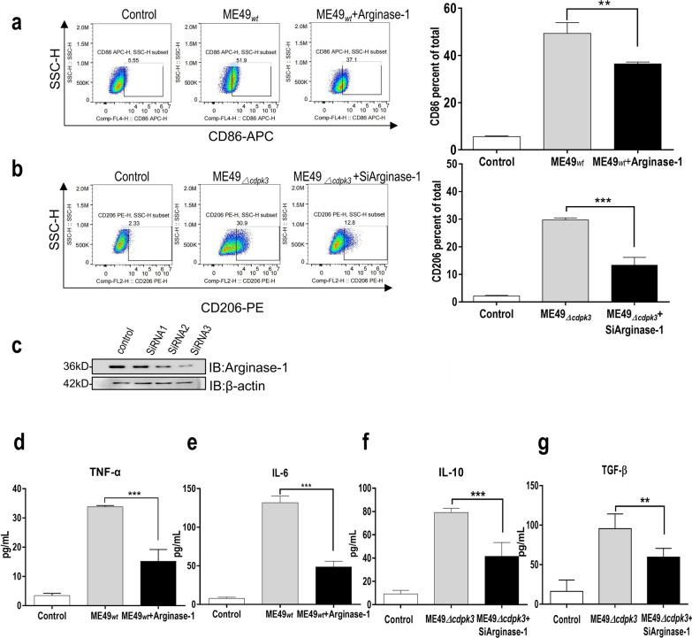 https://cdn.ncbi.nlm.nih.gov/pmc/blobs/6c37/12090600/40d8ed90c79c/13071_2025_6799_Fig3_HTML.jpg
