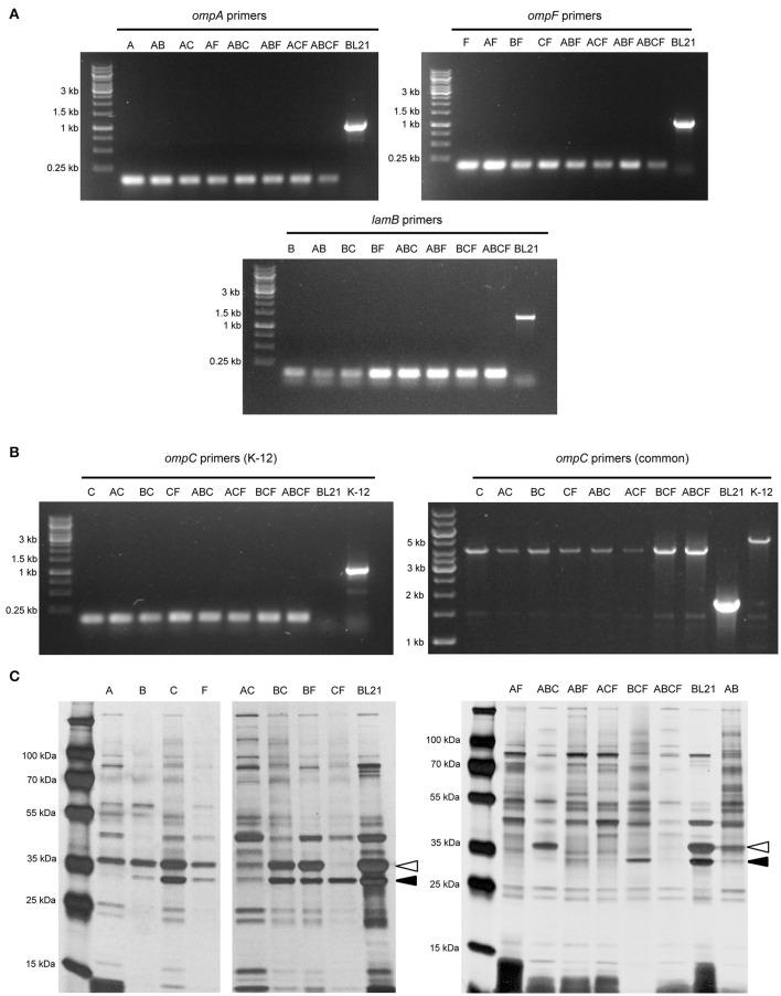 https://cdn.ncbi.nlm.nih.gov/pmc/blobs/6c3e/5681912/e7ed35d62242/fcimb-07-00464-g0001.jpg