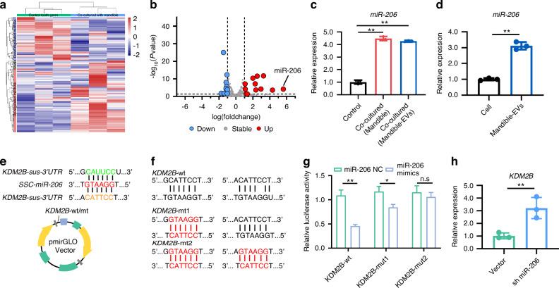 https://cdn.ncbi.nlm.nih.gov/pmc/blobs/6c42/12034755/0821fafc2f30/41368_2025_348_Fig5_HTML.jpg