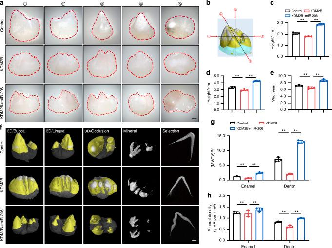 https://cdn.ncbi.nlm.nih.gov/pmc/blobs/6c42/12034755/1f167a004546/41368_2025_348_Fig7_HTML.jpg