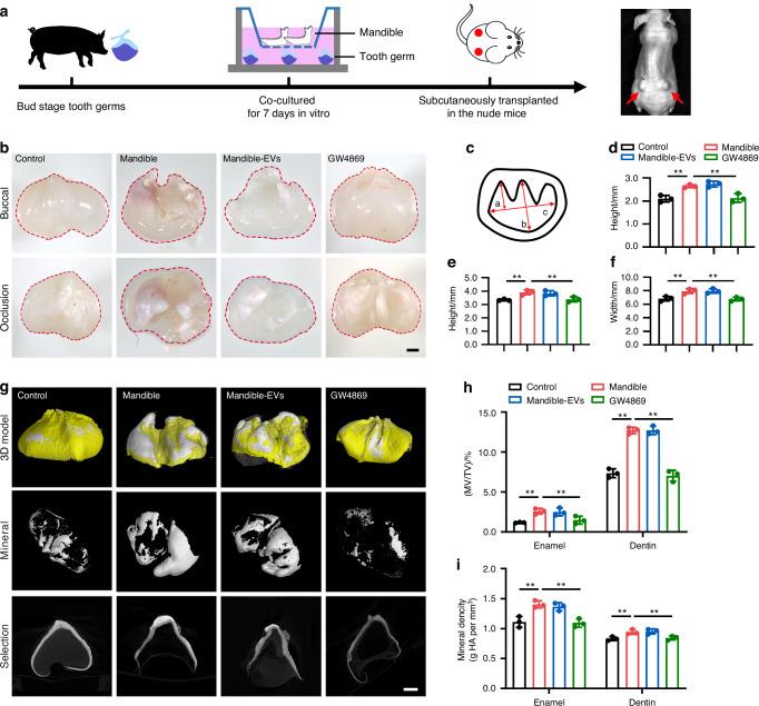 https://cdn.ncbi.nlm.nih.gov/pmc/blobs/6c42/12034755/24a54cb6f530/41368_2025_348_Fig2_HTML.jpg