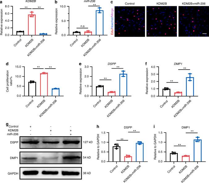 https://cdn.ncbi.nlm.nih.gov/pmc/blobs/6c42/12034755/75e07b2f3961/41368_2025_348_Fig6_HTML.jpg