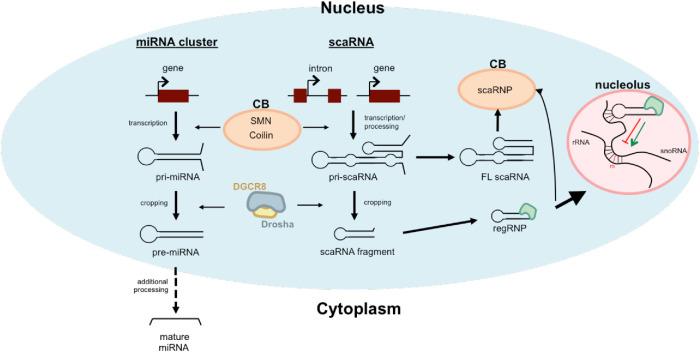https://cdn.ncbi.nlm.nih.gov/pmc/blobs/6c45/7521794/edbfef703961/mbc-31-1561-g005.jpg