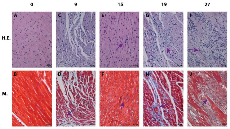 https://cdn.ncbi.nlm.nih.gov/pmc/blobs/6c46/10534729/3fde8e4e69f1/pathogens-12-01084-g002.jpg
