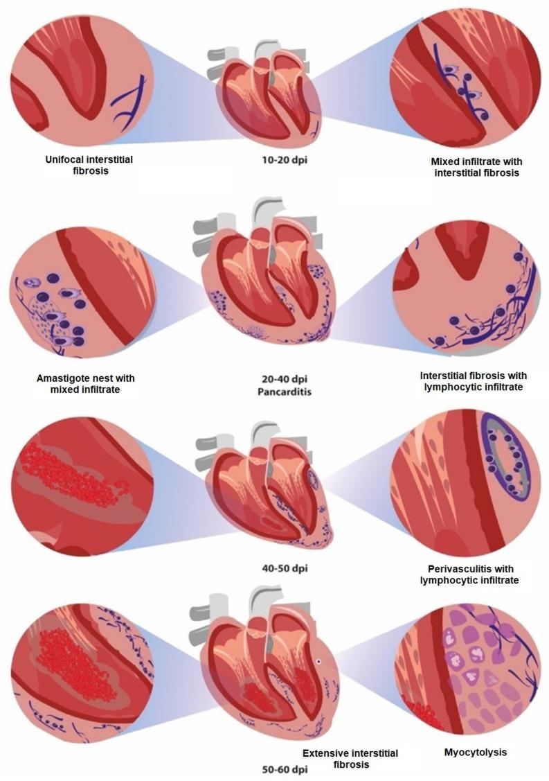 https://cdn.ncbi.nlm.nih.gov/pmc/blobs/6c46/10534729/6989040eb868/pathogens-12-01084-g010.jpg