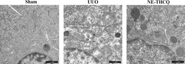 https://cdn.ncbi.nlm.nih.gov/pmc/blobs/6c46/7176980/5118f8d7521e/fphar-11-00425-g009.jpg