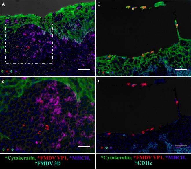 https://cdn.ncbi.nlm.nih.gov/pmc/blobs/6c47/4936139/013fb7780e65/zjv9991817620012.jpg