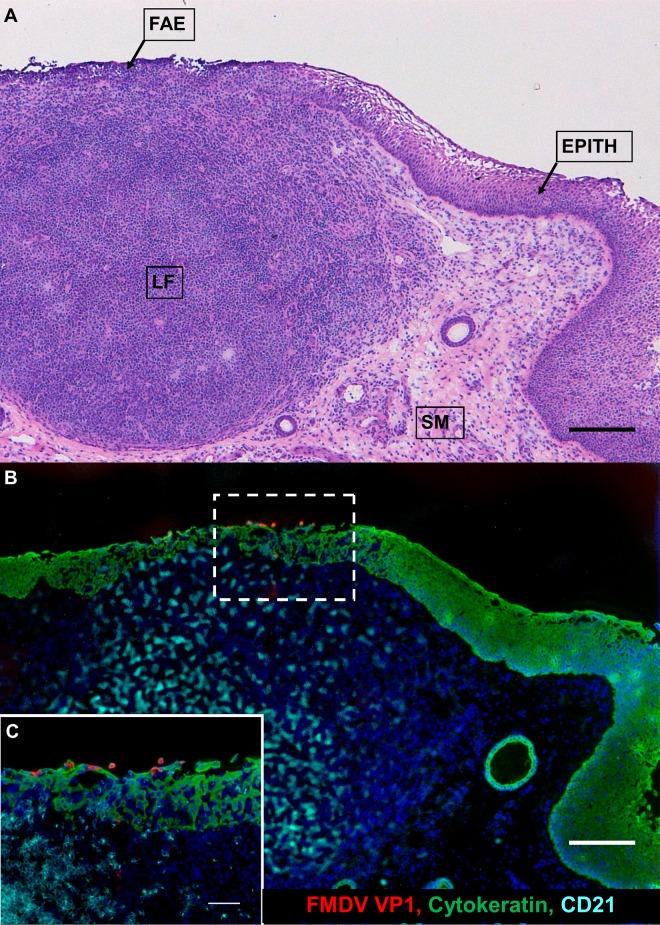https://cdn.ncbi.nlm.nih.gov/pmc/blobs/6c47/4936139/82e16f177386/zjv9991817620005.jpg