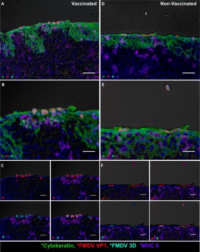 https://cdn.ncbi.nlm.nih.gov/pmc/blobs/6c47/4936139/da89f269bb40/zjv9991817620010.jpg