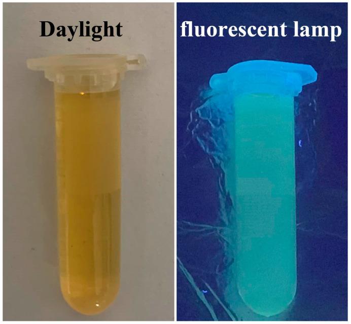 https://cdn.ncbi.nlm.nih.gov/pmc/blobs/6c4b/10889699/8d945c5e353d/ijms-25-02143-g006.jpg