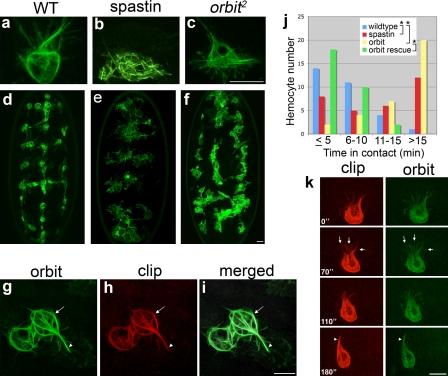 https://cdn.ncbi.nlm.nih.gov/pmc/blobs/6c4b/2872918/5495ec1c7801/JCB_200912134_RGB_Fig4.jpg