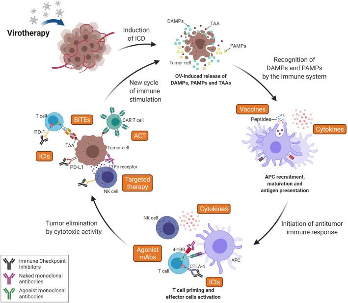 https://cdn.ncbi.nlm.nih.gov/pmc/blobs/6c4c/9048901/6946c35525ca/fmolb-09-777775-g004.jpg