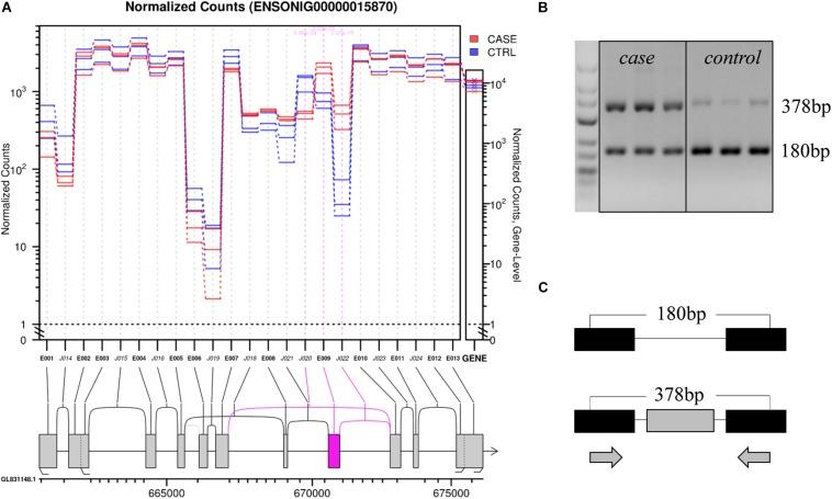 https://cdn.ncbi.nlm.nih.gov/pmc/blobs/6c4e/7093569/b828d6123d72/fgene-11-00244-g005.jpg
