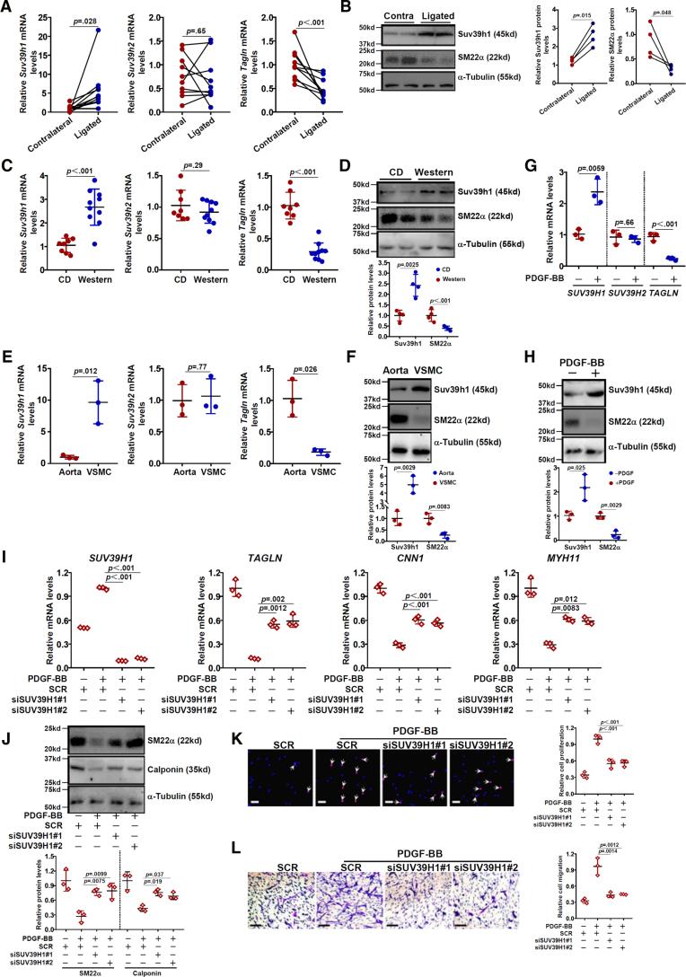 https://cdn.ncbi.nlm.nih.gov/pmc/blobs/6c4f/12094260/6552dd6d05ea/atv-45-965-g001.jpg