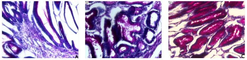 https://cdn.ncbi.nlm.nih.gov/pmc/blobs/6c4f/4060132/379ff0676477/pharmaceuticals-04-01423f2.jpg