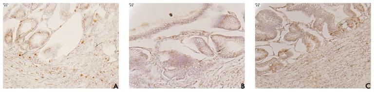 https://cdn.ncbi.nlm.nih.gov/pmc/blobs/6c4f/4060132/e03bc0e2b224/pharmaceuticals-04-01423f3.jpg