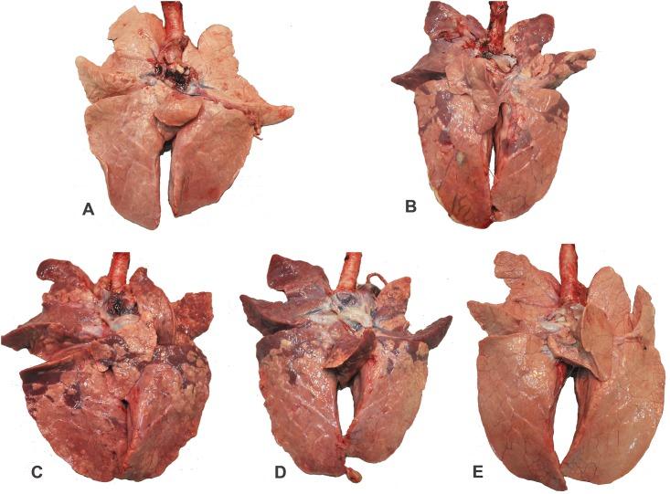 https://cdn.ncbi.nlm.nih.gov/pmc/blobs/6c50/5790244/7e3218d6e6f9/pone.0191739.g004.jpg