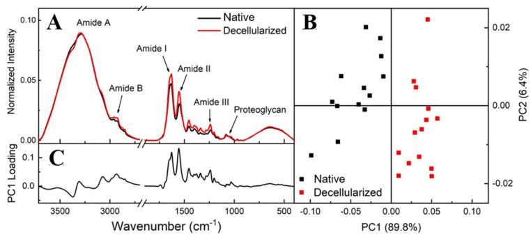 https://cdn.ncbi.nlm.nih.gov/pmc/blobs/6c51/10378497/01dce57d6d3f/cells-12-01864-g007.jpg