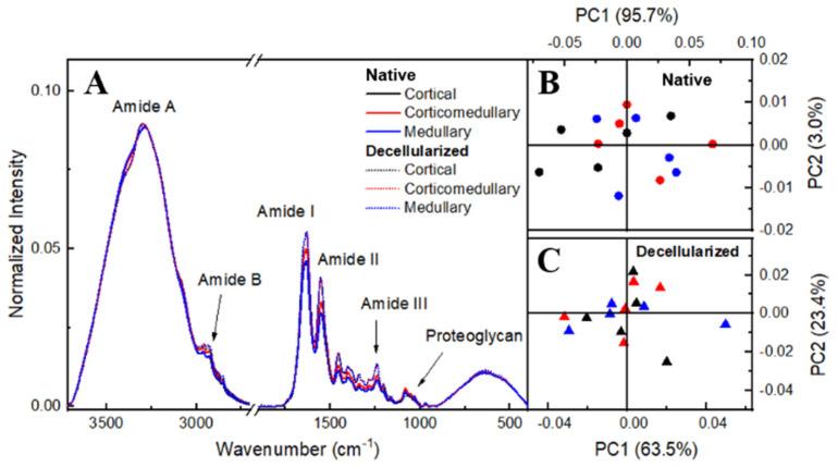 https://cdn.ncbi.nlm.nih.gov/pmc/blobs/6c51/10378497/6ecdf775a056/cells-12-01864-g006.jpg