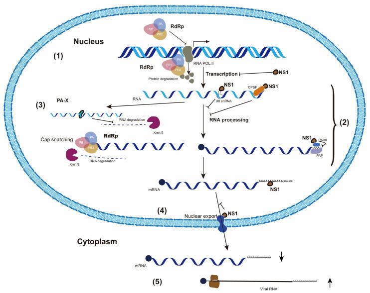 https://cdn.ncbi.nlm.nih.gov/pmc/blobs/6c51/9783940/77d07e471712/pathogens-11-01521-g001.jpg
