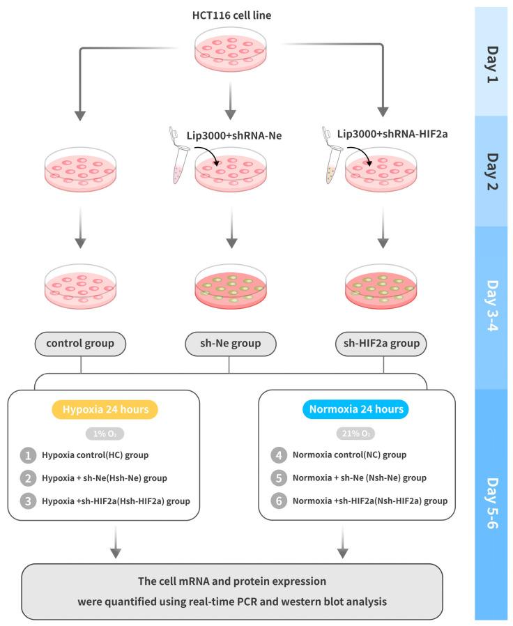 https://cdn.ncbi.nlm.nih.gov/pmc/blobs/6c52/10669251/264474e3f582/biomedicines-11-02992-g002.jpg