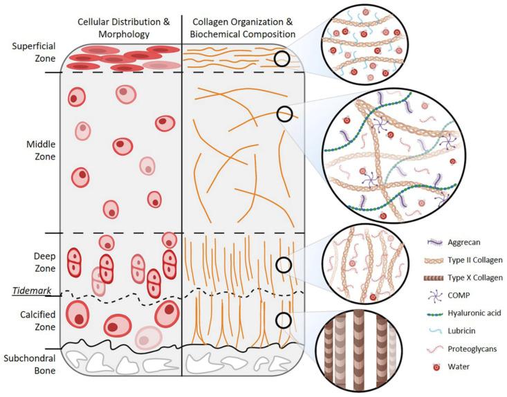 https://cdn.ncbi.nlm.nih.gov/pmc/blobs/6c56/7998529/38343ec837aa/cells-10-00643-g001.jpg