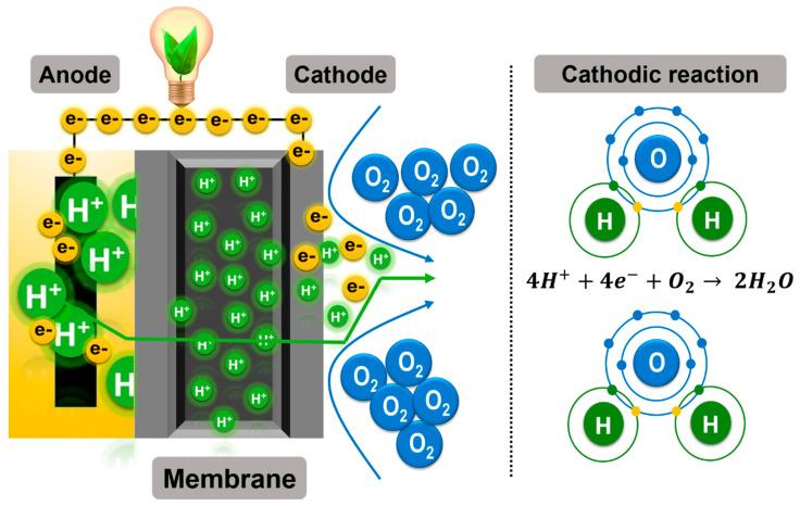 https://cdn.ncbi.nlm.nih.gov/pmc/blobs/6c56/8539572/55a45ce18055/membranes-11-00738-g002.jpg
