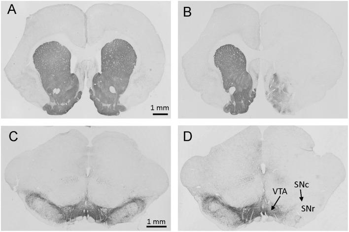 https://cdn.ncbi.nlm.nih.gov/pmc/blobs/6c57/6474391/685678aaad81/fnint-13-00013-g0002.jpg